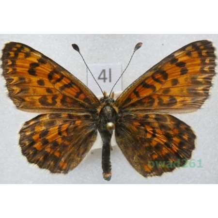Melitaea trivia (Denis & Schiffermüller, 1775) Czech4l
